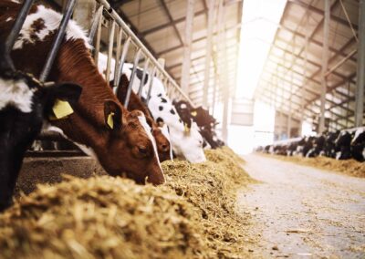 cows in cowshed eating hay