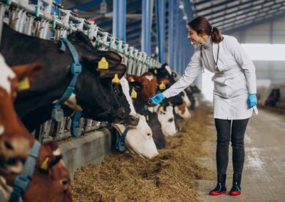 veterinarian and cowshed